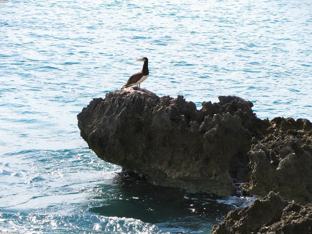 ការស្រាវជ្រាវអំពីវប្បធម៌កាស៊ីណូ